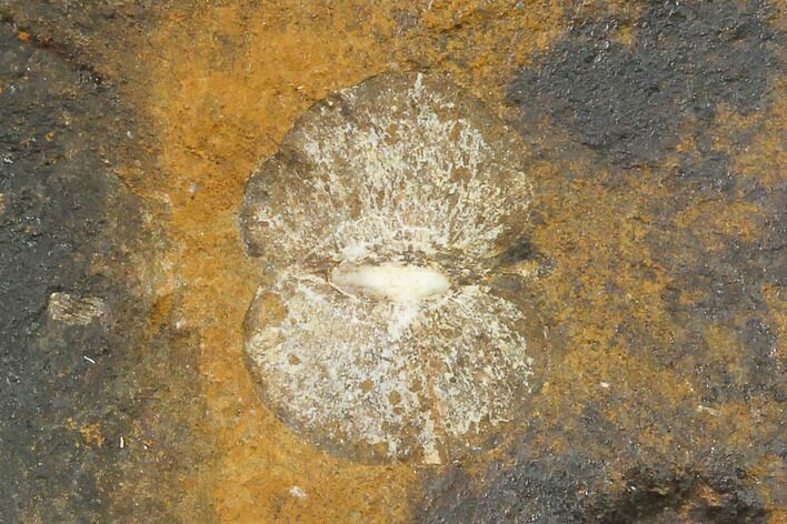 Paleocene Fossil Fruit (Wimmeria?) - North Dakota #145341